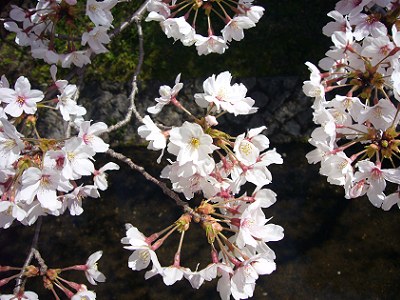 陽春の京・桜めぐり～vol.3 南禅寺・哲学の道_c0057946_14352080.jpg