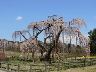 神田の大糸桜は今見頃です♪_f0019247_17253684.jpg