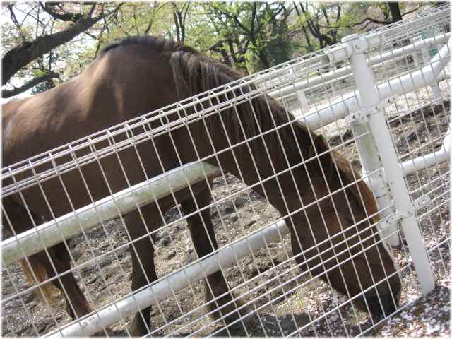 【JRA馬事公苑の馬と八重桜】_b0009849_17213194.jpg