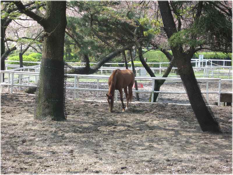 【JRA馬事公苑の馬と八重桜】_b0009849_17253735.jpg