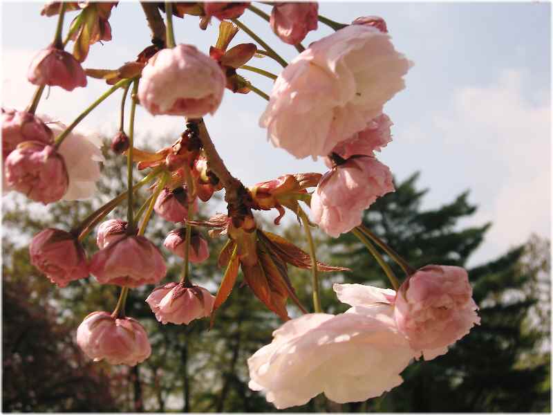 【JRA馬事公苑の馬と八重桜】_b0009849_17264678.jpg