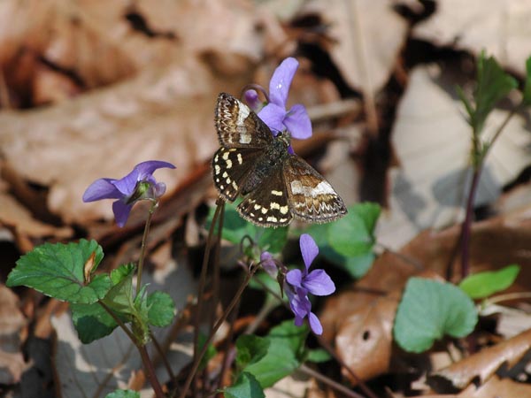 c0045352_20110100.jpg