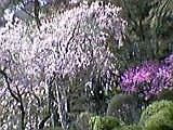 高尾山の春_b0096957_22202116.jpg