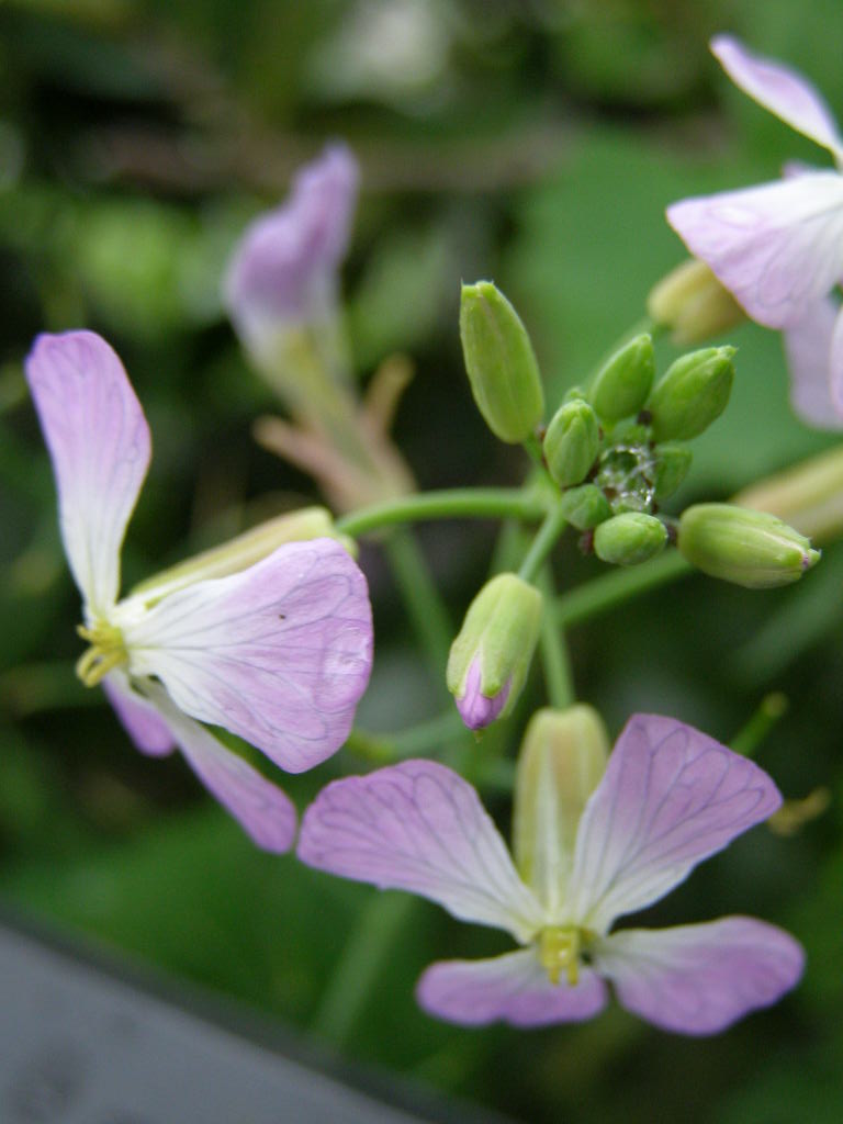 こんなお花が咲きます…博物記（春ー３１）　大根_e0064158_103361.jpg