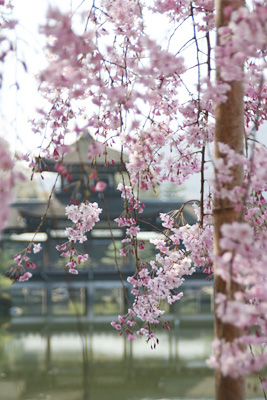 桜の雫_b0072759_1204326.jpg