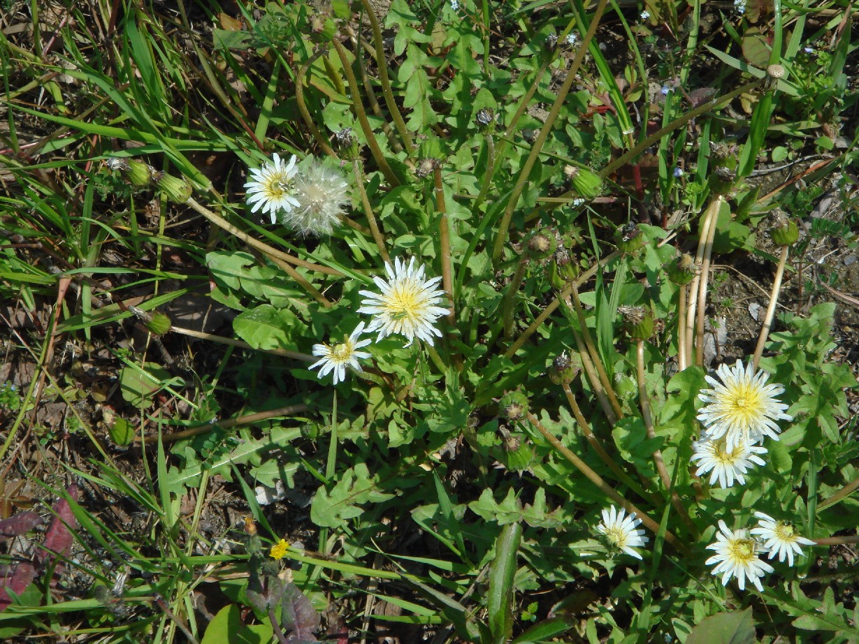 c0108460_1658683.jpg