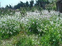 c0108460_1725673.jpg