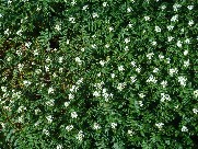 c0108460_173169.jpg