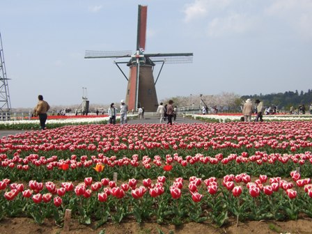 SAKURA  TULIP  FESTIVAL_d0082763_225646.jpg