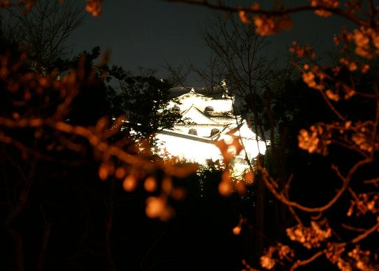 彦根城の桜のライトアップ_f0102363_0521026.jpg