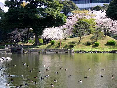 旧芝離宮公園とちょっとだけ銀座へ_e0097770_20214336.jpg