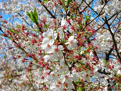 旧芝離宮公園とちょっとだけ銀座へ_e0097770_20242955.jpg