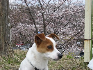 花便り　船岡城址公園_e0106372_152282.jpg