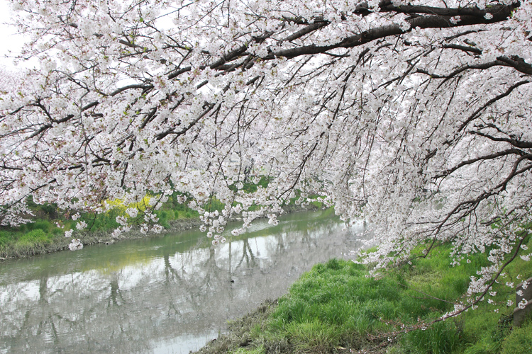 東一口の前川堤の桜並木_e0051888_23174372.jpg