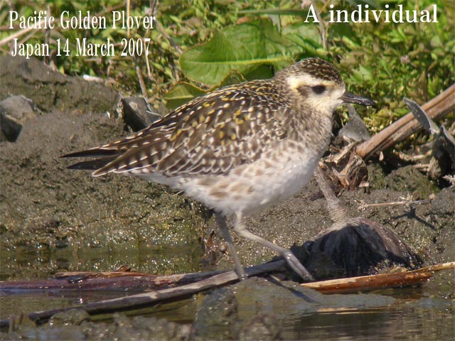 ムナグロ３　Pacific Golden Plover3    Pluvialis fulva_c0071489_22262127.jpg