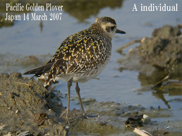 ムナグロ３　Pacific Golden Plover3    Pluvialis fulva_c0071489_22263582.jpg