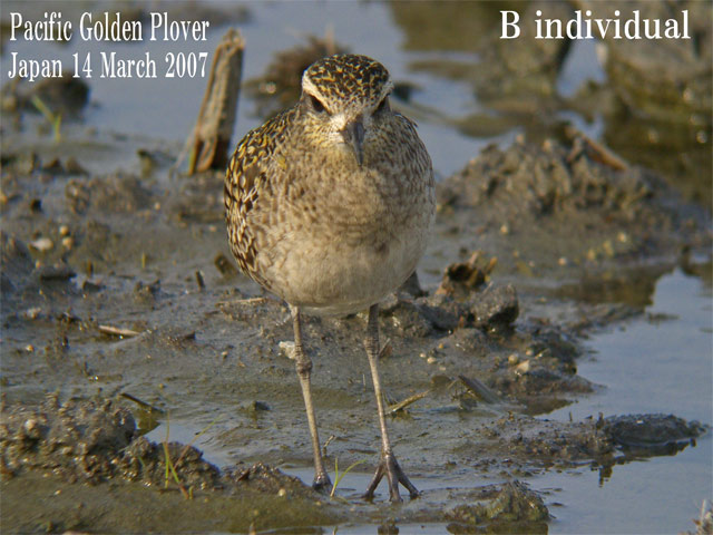 ムナグロ３　Pacific Golden Plover3    Pluvialis fulva_c0071489_22303257.jpg