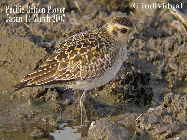 ムナグロ３　Pacific Golden Plover3    Pluvialis fulva_c0071489_22323949.jpg