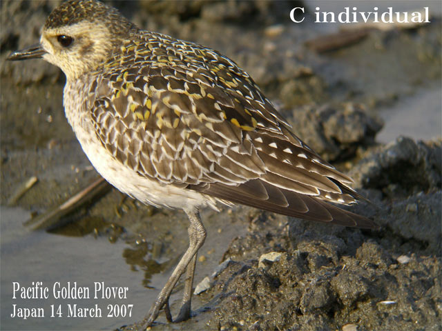 ムナグロ３　Pacific Golden Plover3    Pluvialis fulva_c0071489_22332931.jpg