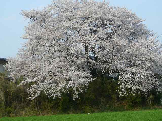 桜のある風景_b0051601_1152616.jpg