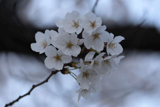 e0063003_1348513.gif