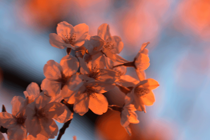 e0063003_13491046.gif