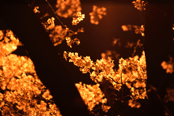 e0063003_13494676.gif