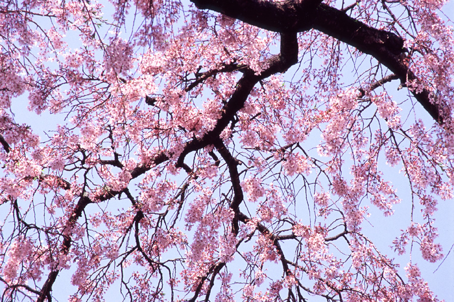 醍醐寺の桜 × FortiaSP 3_b0043304_23441333.jpg