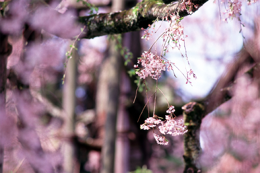 醍醐寺の桜 × FortiaSP 3_b0043304_23442616.jpg