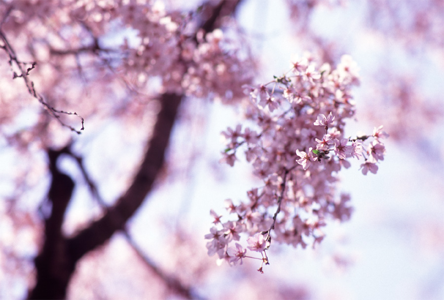 醍醐寺の桜 × FortiaSP 3_b0043304_23444515.jpg