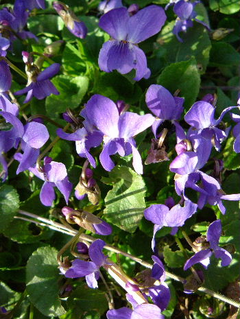 e0046112_78398.jpg