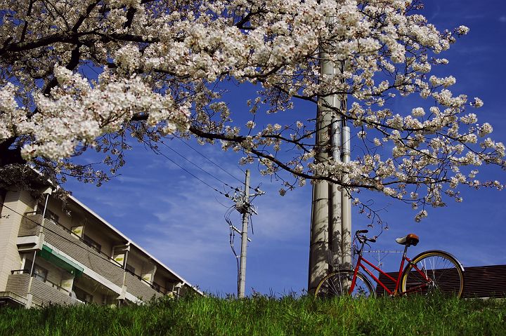 ひとり花見...鴨川_f0055513_18413533.jpg