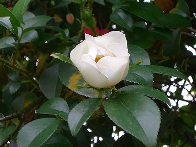 a0087818_103470.jpg