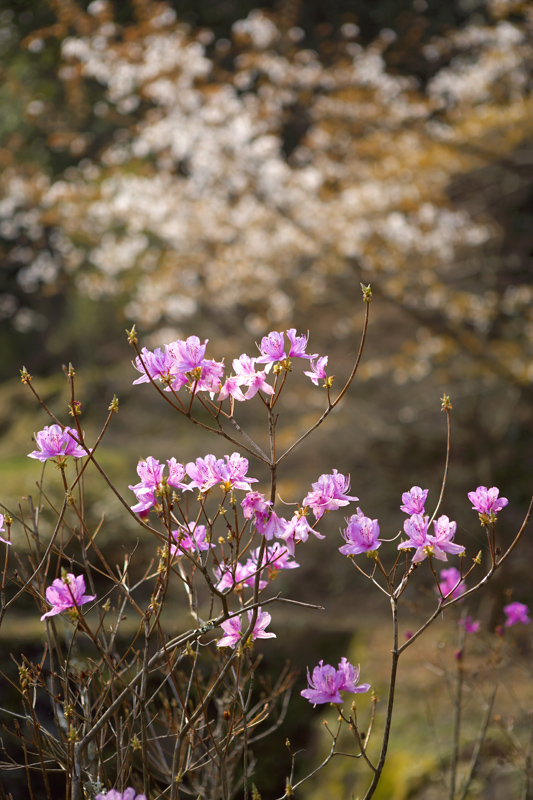 ミズバショウ（水芭蕉）_c0097723_20202938.jpg