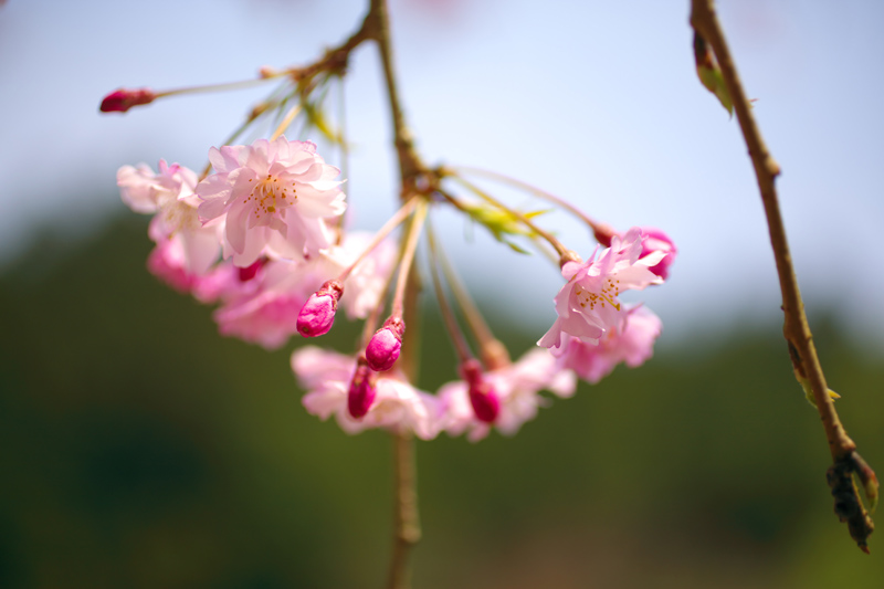 ミズバショウ（水芭蕉）_c0097723_202271.jpg