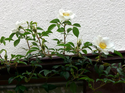 a0026127_10441541.jpg