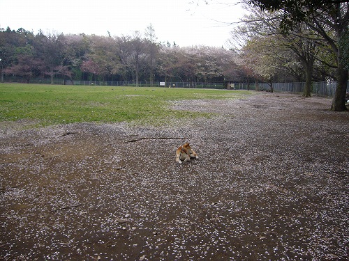 鶴間公園_d0099829_21315329.jpg