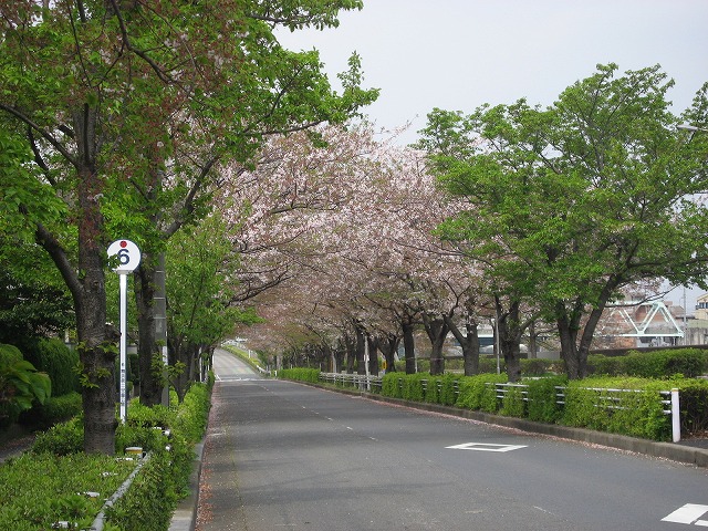 昨日の桜・・　_f0099231_23551599.jpg