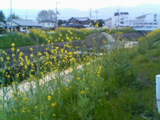 菜の花畑に入り日薄れ。_d0098335_21274762.jpg