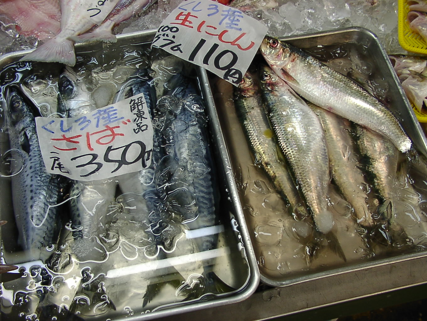 春告魚 4月11日_f0113639_1411896.jpg