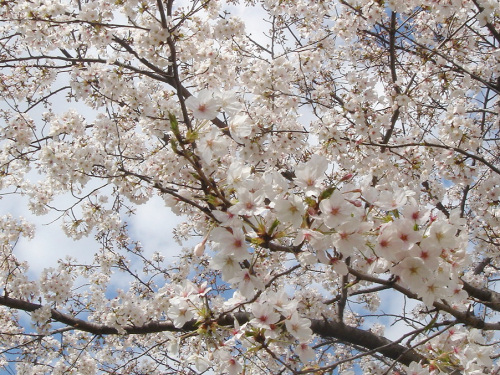 公園の桜_b0009845_23521226.jpg