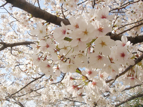 公園の桜_b0009845_23524297.jpg