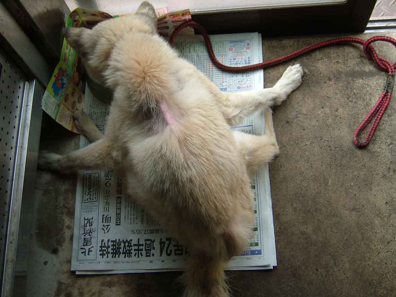 ピース元気になりました！！_c0110051_16595987.jpg