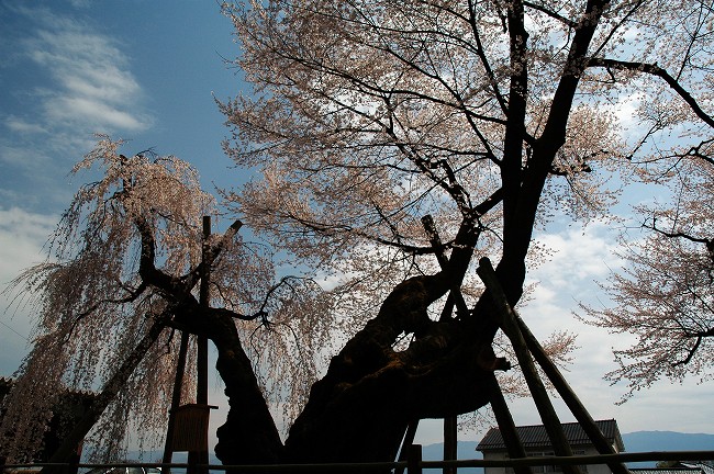 桜丸御殿の夫婦桜_c0050853_2055030.jpg