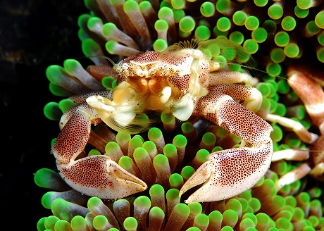 Lembeh 07 総集編　_e0090153_1313326.jpg