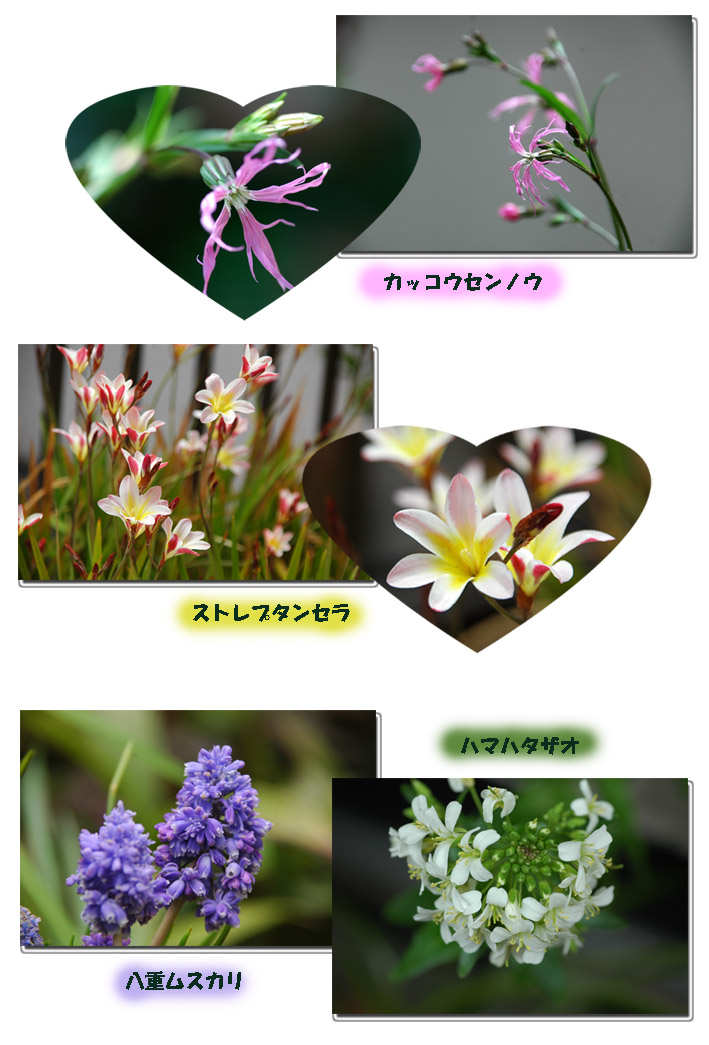 同じ花ですが・・・_e0020954_21411730.jpg