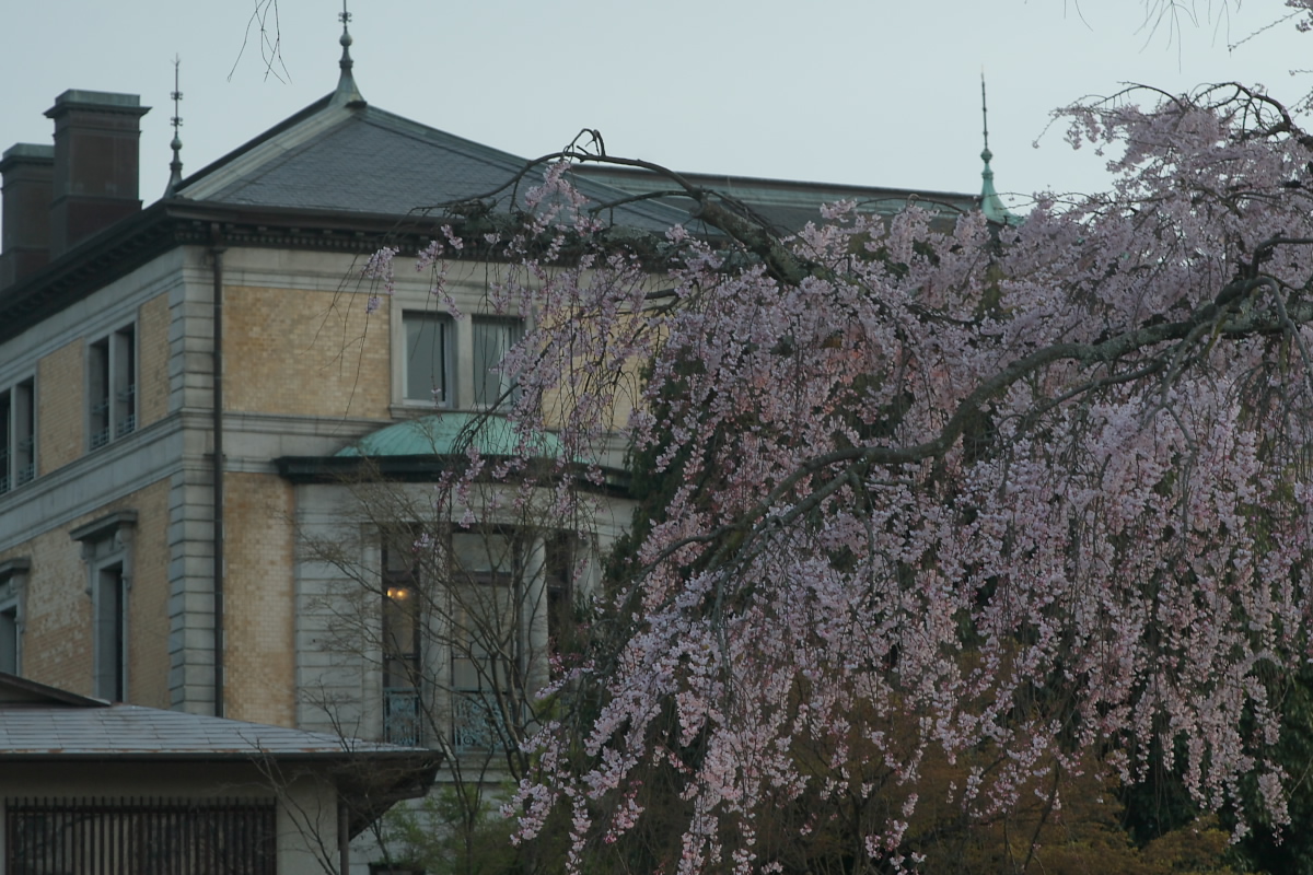 京都　円山公園　枝垂れ桜_f0021869_1665454.jpg