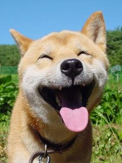 笑顔の犬バージョン 朝倉美沙公式ブログ みさのへや 笑顔の犬バージョン 朝倉美沙公式ブログ みさのへや
