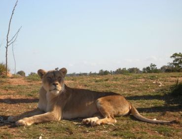 Victoria\'s Open Range Zoo　(Werribee)_a0055479_9322624.jpg