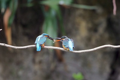 野鳥アルバム_b0047179_13222437.jpg